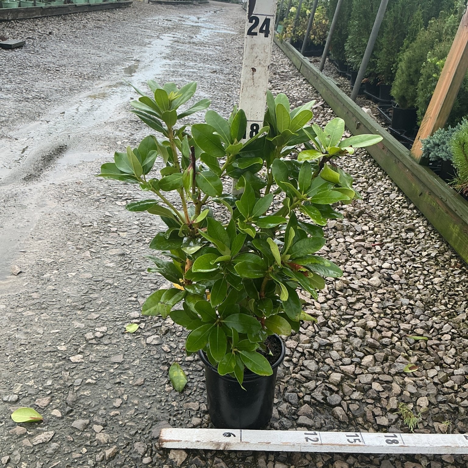 Minnetonka Rhododendron in a #1 container showing dense, glossy green foliage at a nursery growing area.