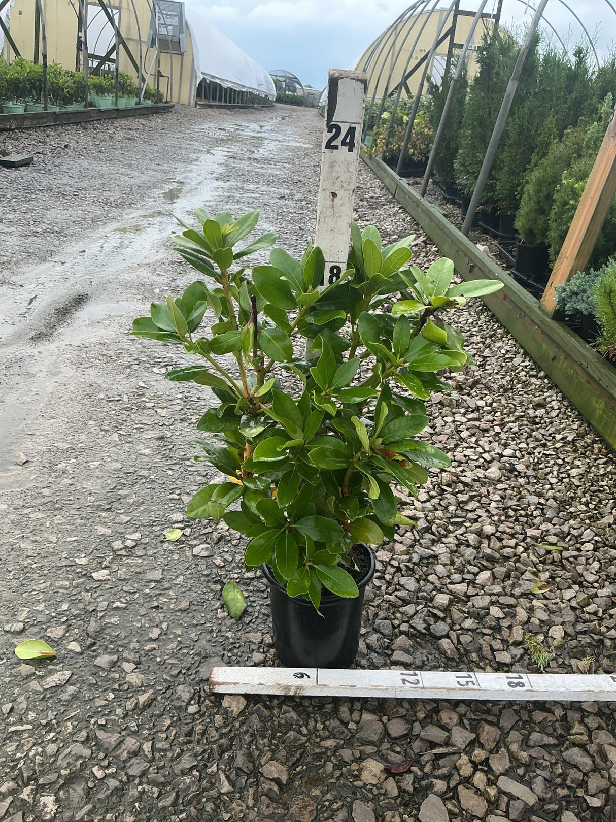 Minnetonka Rhododendron in a #1 container showing dense, glossy green foliage at a nursery growing area.