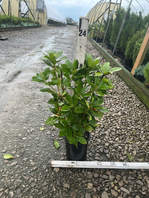 Minnetonka Rhododendron in a #1 container showing dense, glossy green foliage at a nursery growing area.