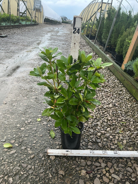 Minnetonka Rhododendron in a #1 container showing dense, glossy green foliage at a nursery growing area.