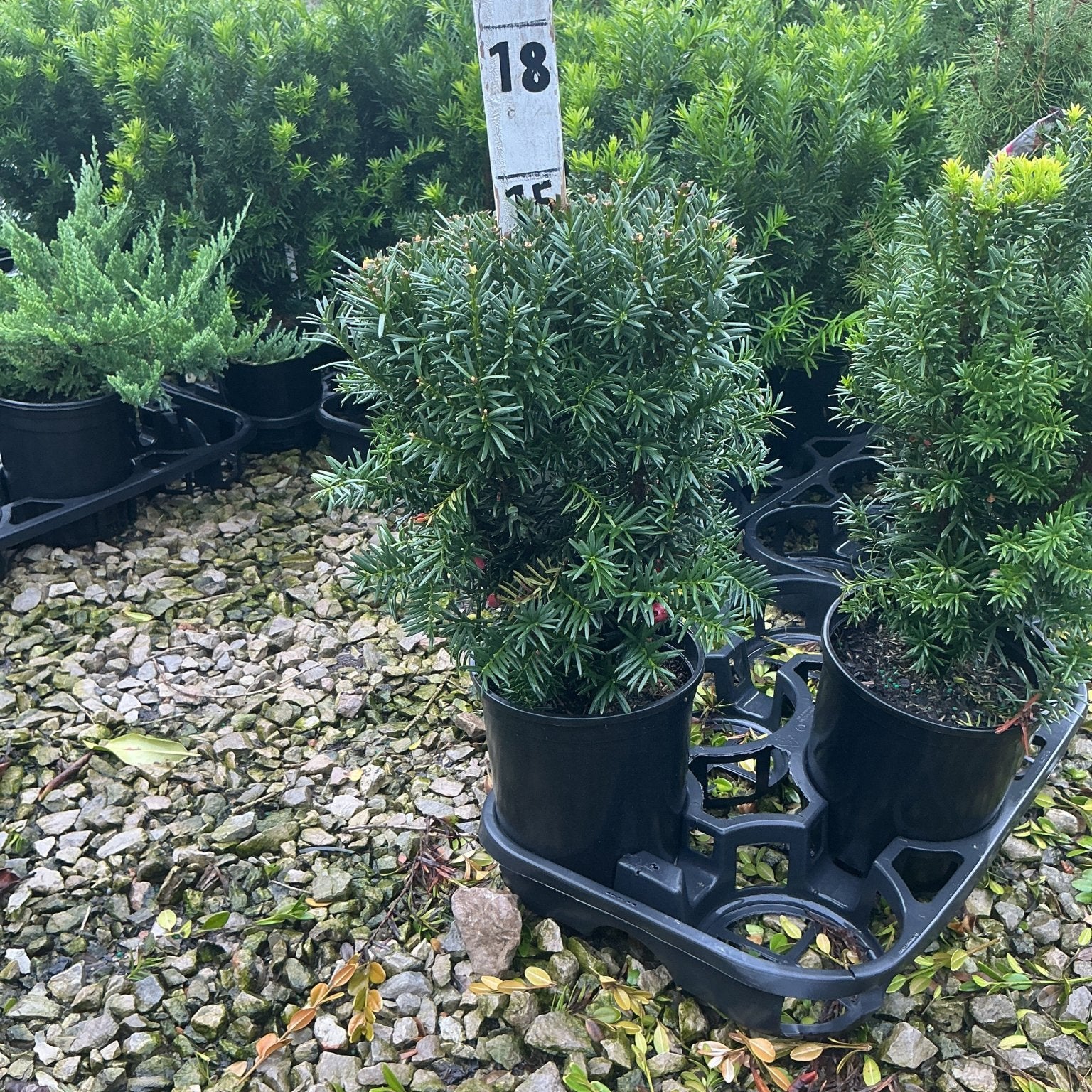 Hicks Yew shrubs in black nursery containers on a gravel surface at a garden center, showing dense dark green needle foliage.