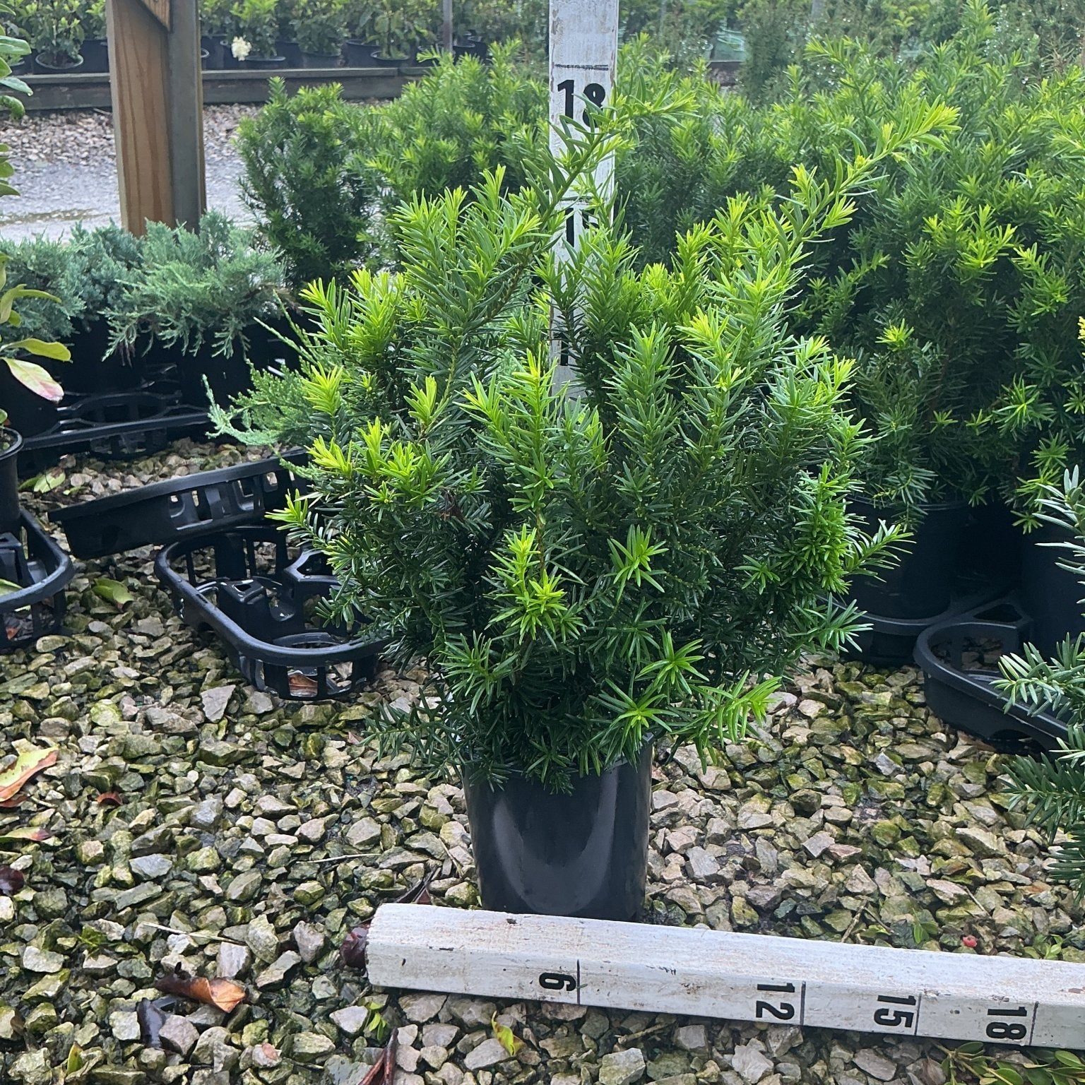 Densiformis Yew shrub in a black nursery container displaying dense, bright green needle foliage at a garden center.