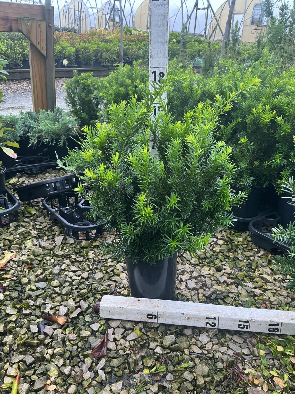 Densiformis Yew shrub in a black nursery container displaying dense, bright green needle foliage at a garden center.
