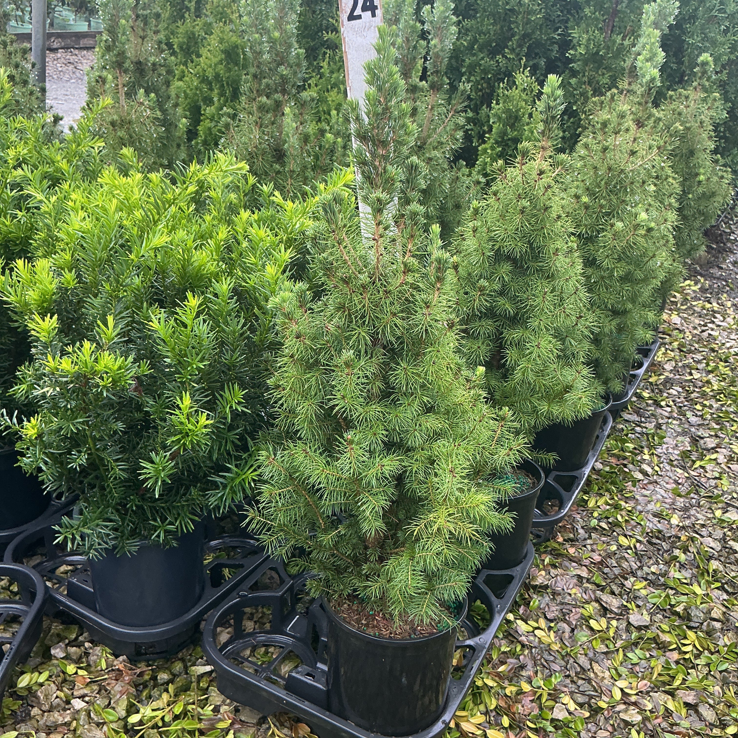 Dwarf Alberta Spruce