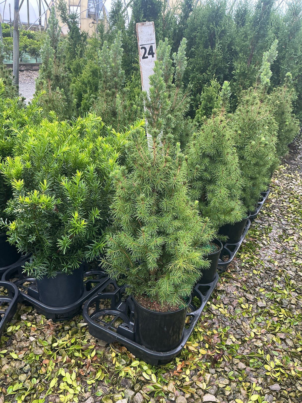 Dwarf Alberta Spruce