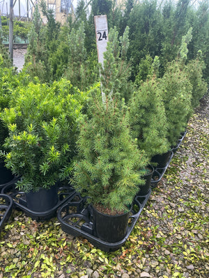 Dwarf Alberta Spruce