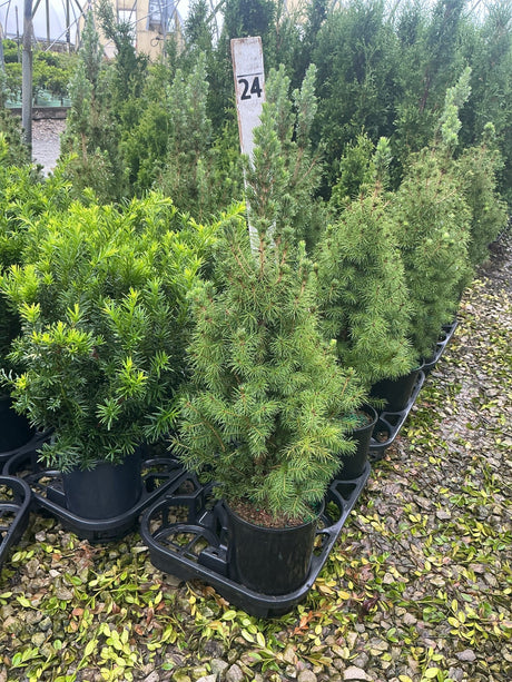 Dwarf Alberta Spruce in black nursery containers displayed at a garden center, showing dense conical form and fine green needles.