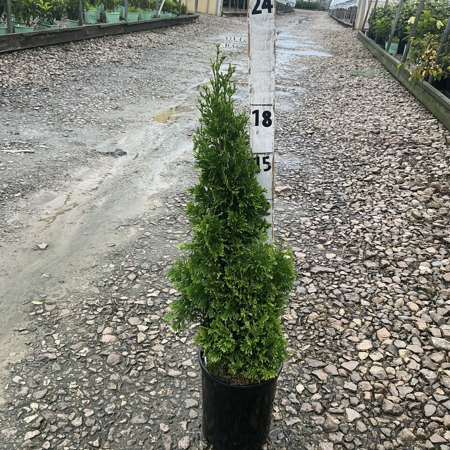 Degroot's Spire Arborvitae in a black nursery container, showing its narrow columnar form and dense green foliage next to a height marker.