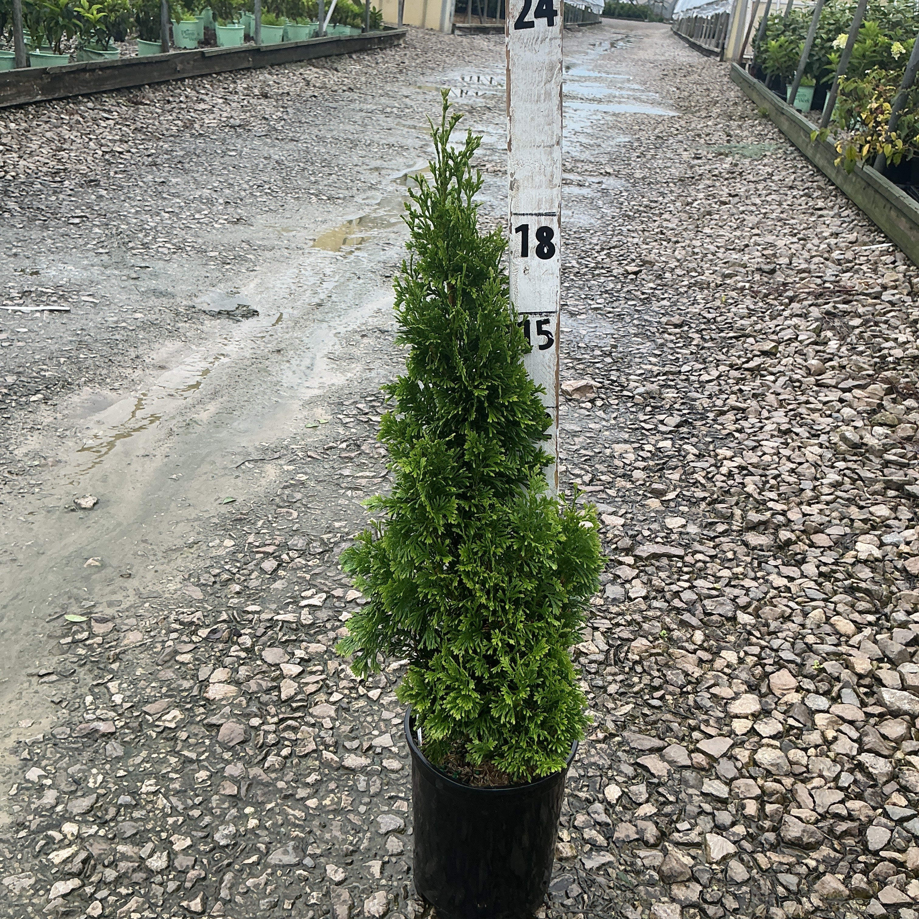 Degroot's Spire Arborvitae in a black nursery container, showing its narrow columnar form and dense green foliage next to a height marker.