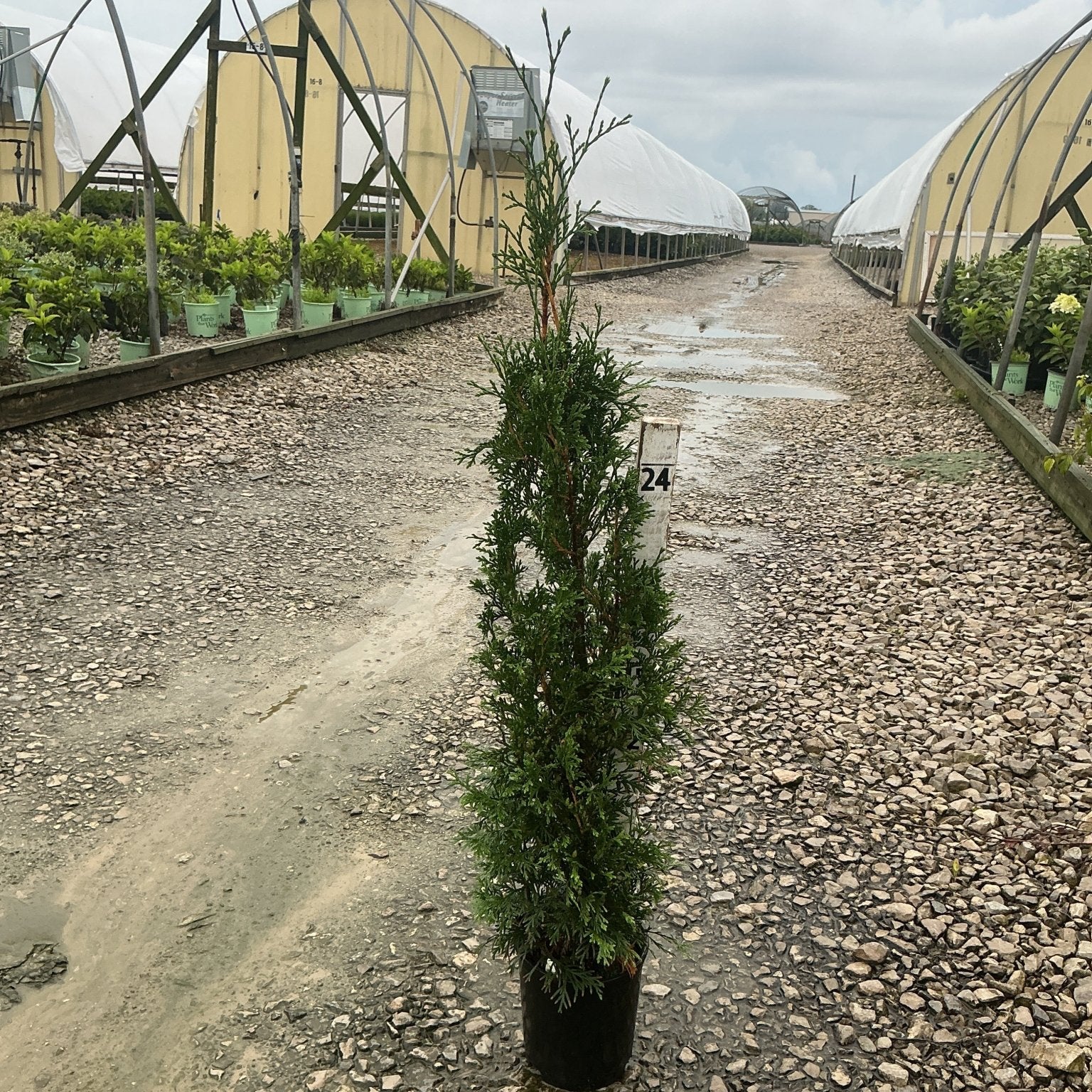 Thin Man Arborvitae in a nursery container showing its narrow columnar habit between greenhouse rows.