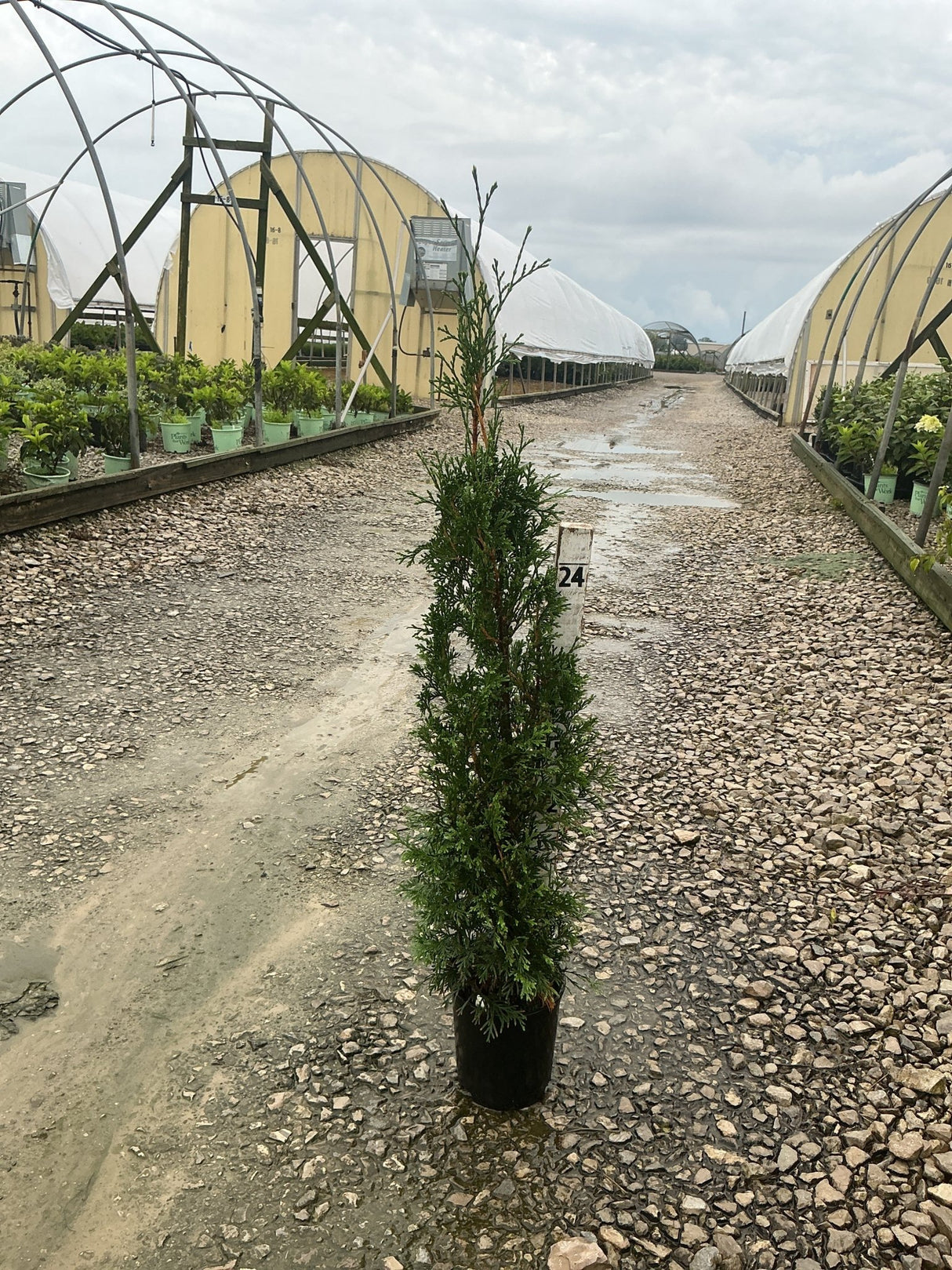 Thin Man Arborvitae in a nursery container showing its narrow columnar habit between greenhouse rows.