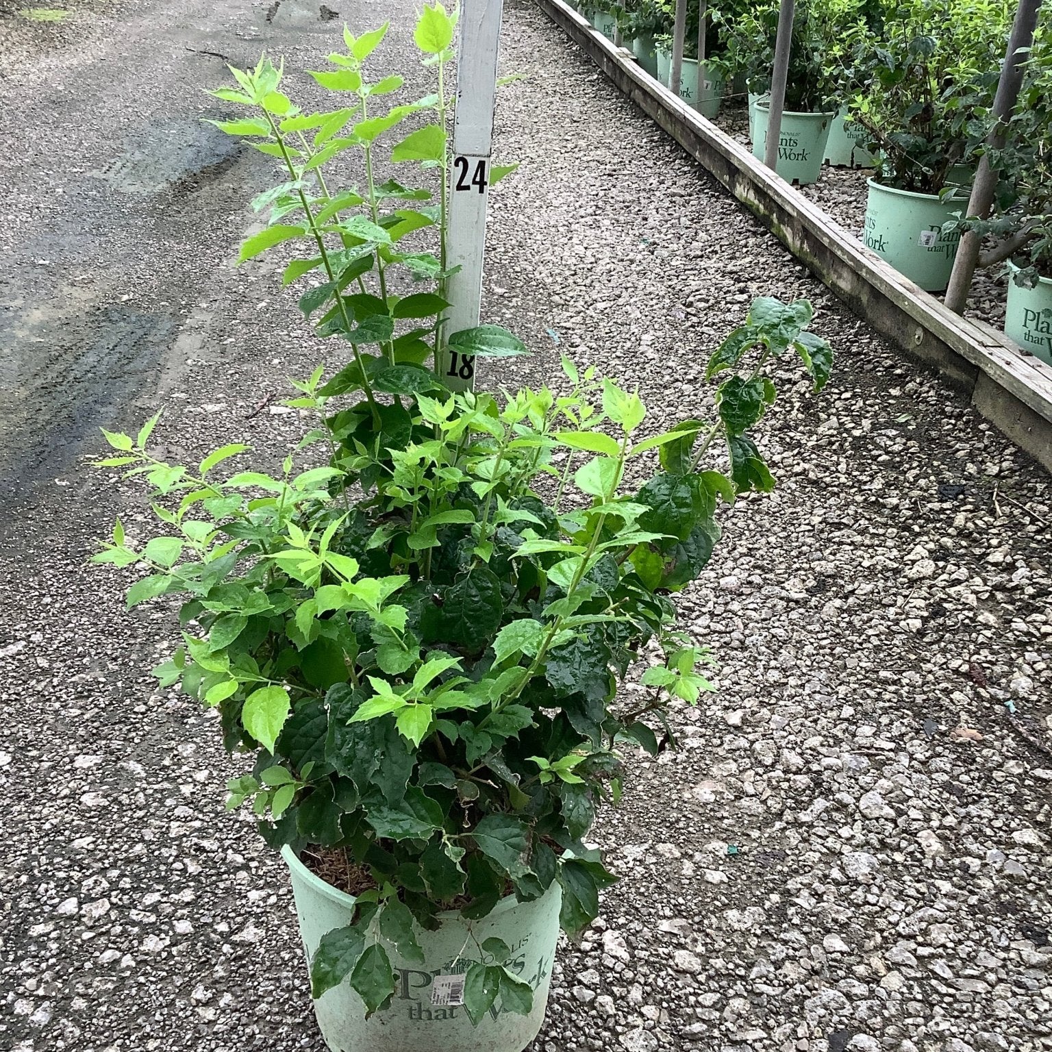 Pearls of Perfume Mock Orange shrub in a #3 nursery container at a plant nursery, showing lush green foliage.