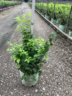 Pearls of Perfume Mock Orange shrub in a #3 nursery container at a plant nursery, showing lush green foliage.