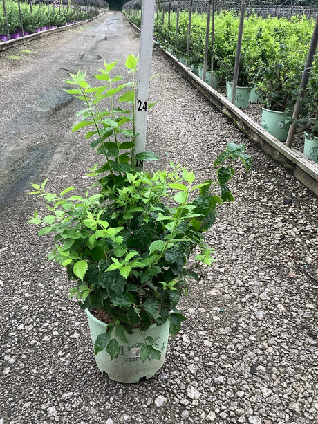 Pearls of Perfume Mock Orange shrub in a #3 nursery container at a plant nursery, showing lush green foliage.