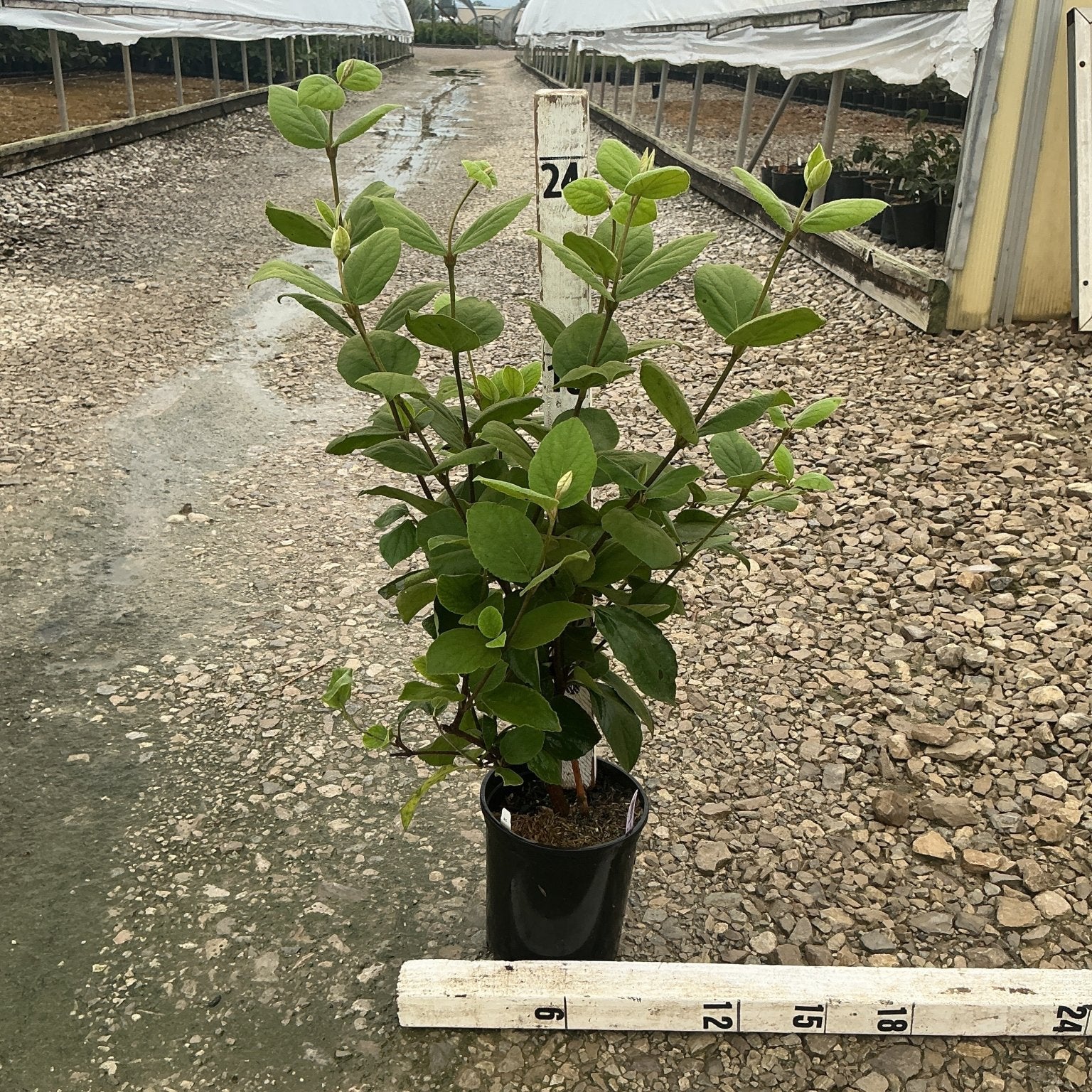 Korean Spice Viburnum shrub in a #1 container shown beside a 24-inch ruler at a nursery grow yard.
