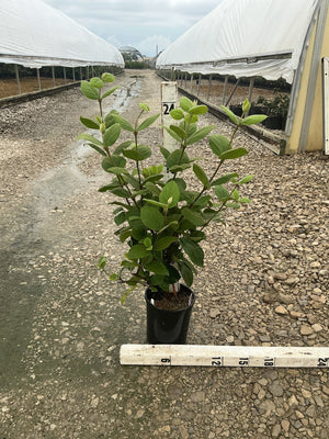 Korean Spice Viburnum shrub in a #1 container shown beside a 24-inch ruler at a nursery grow yard.