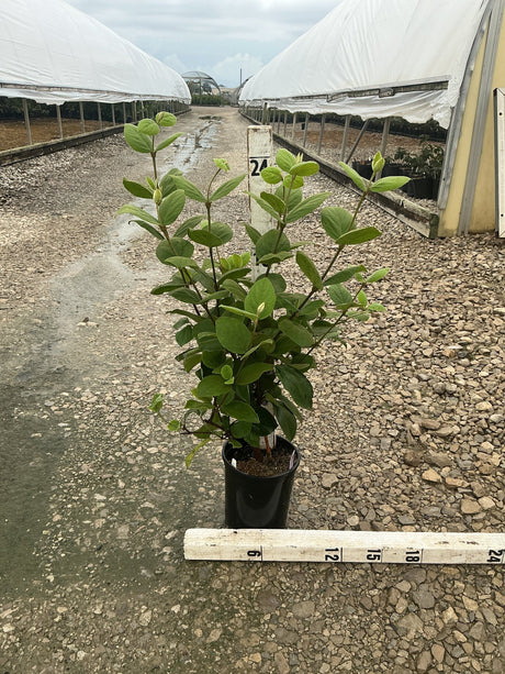 Korean Spice Viburnum shrub in a #1 container shown beside a 24-inch ruler at a nursery grow yard.