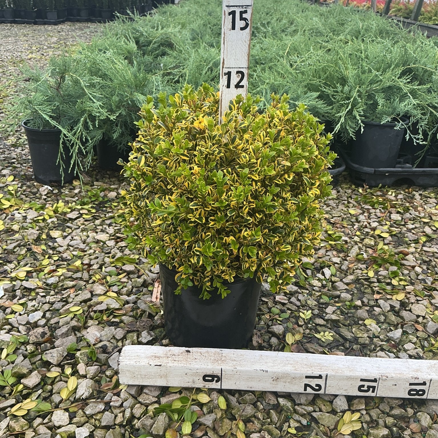 Gold Gem Boxwood shrub in a #1 container showing dense, variegated green and yellow foliage, measured at approximately 12 inches tall.