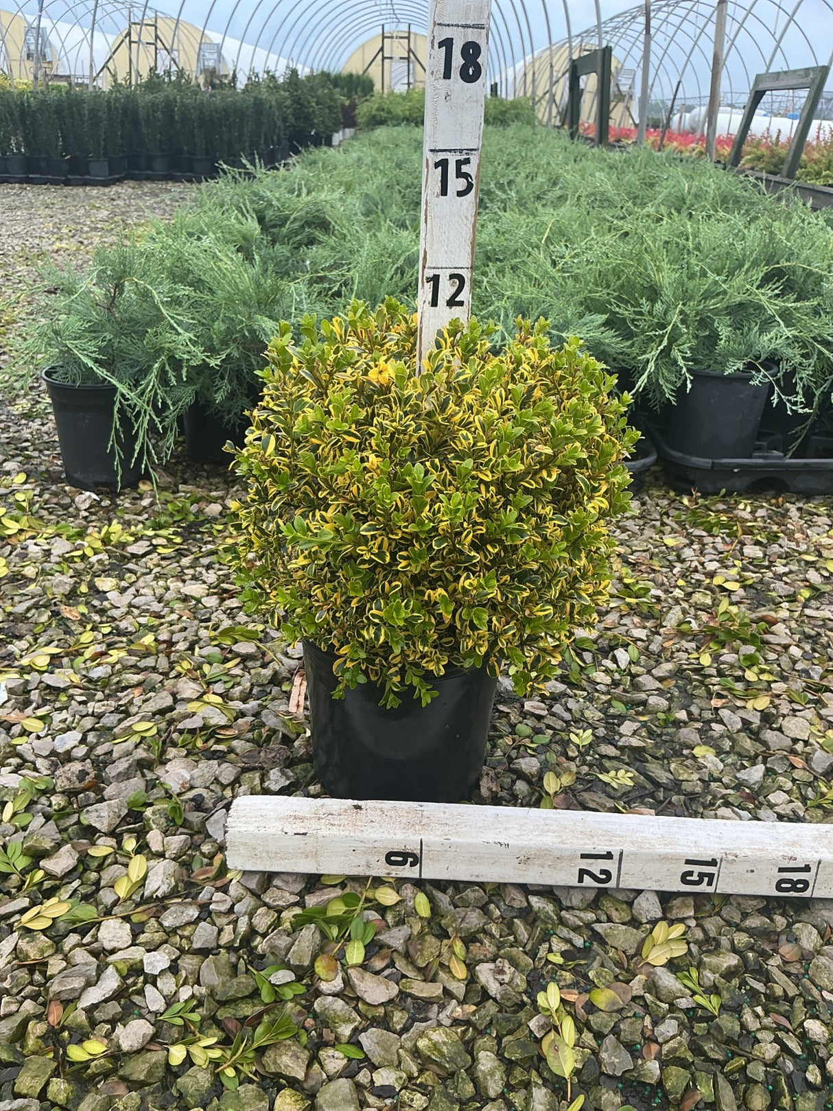 Gold Gem Boxwood shrub in a #1 container showing dense, variegated green and yellow foliage, measured at approximately 12 inches tall.