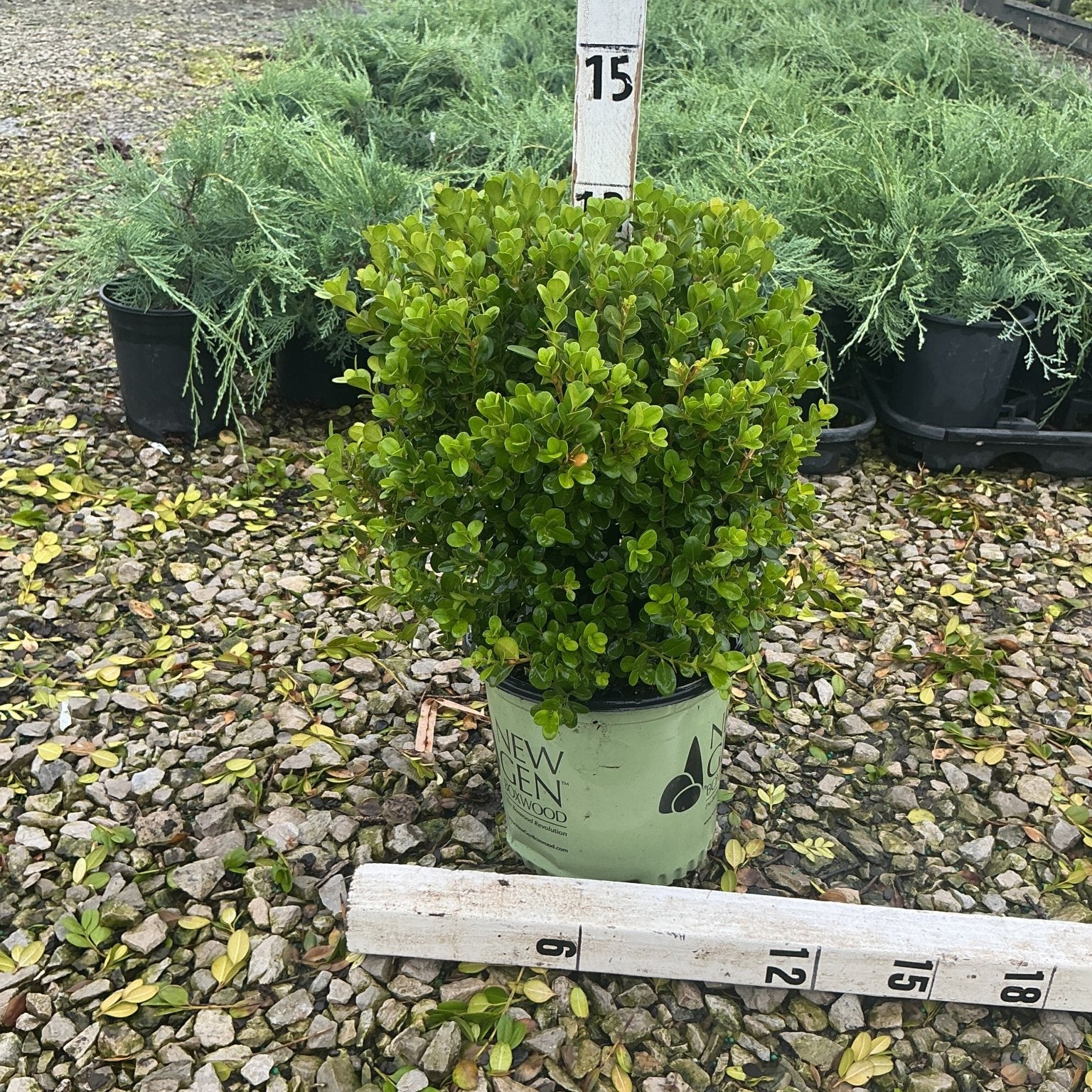 NewGen Freedom Boxwood in a #1 container shown at approximately 15 inches tall with dense bright green foliage.