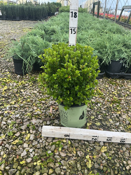 NewGen Freedom Boxwood in a #1 container shown at approximately 15 inches tall with dense bright green foliage.