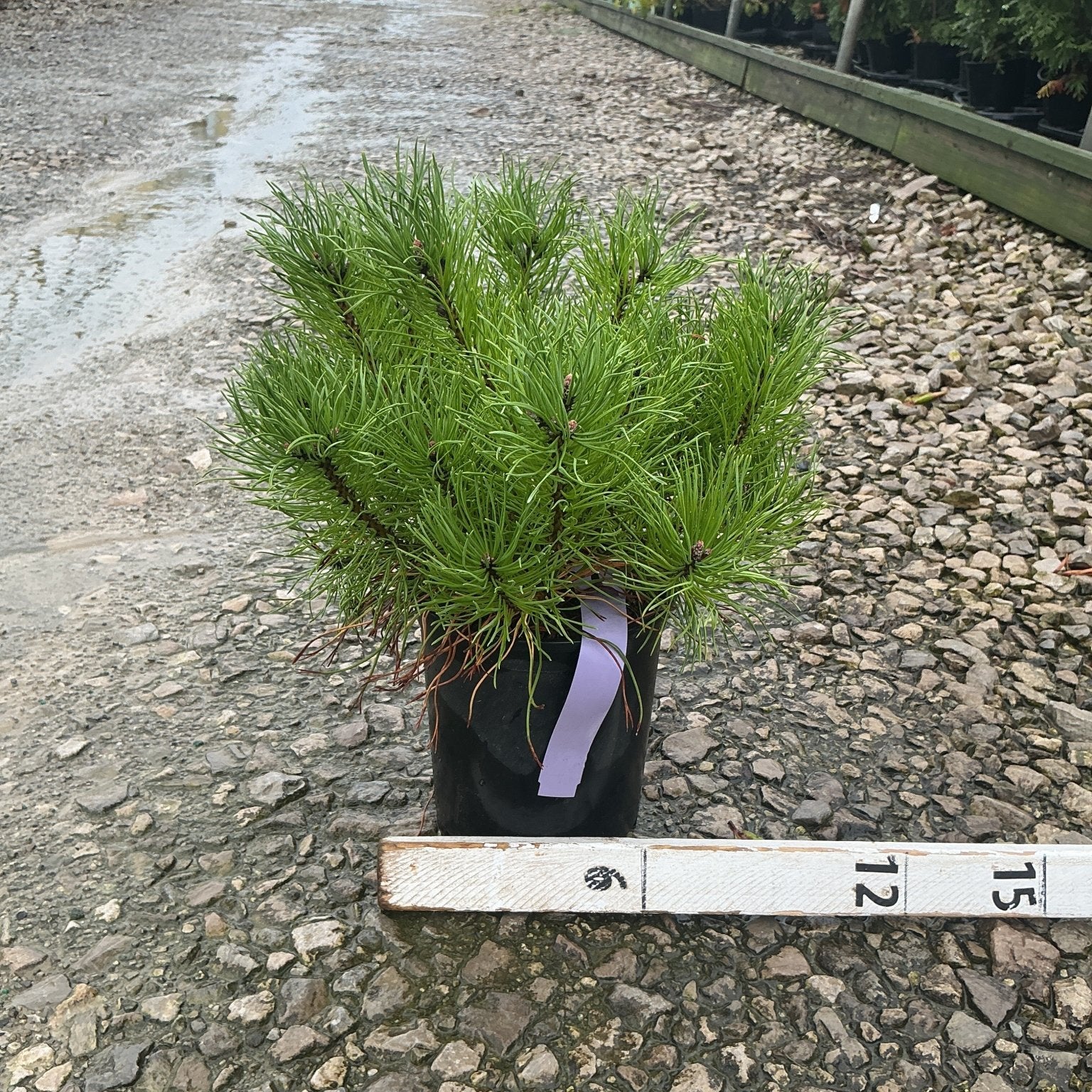 Enci Mugo Pine in a #1 container displaying dense, bright green needle clusters at a nursery.