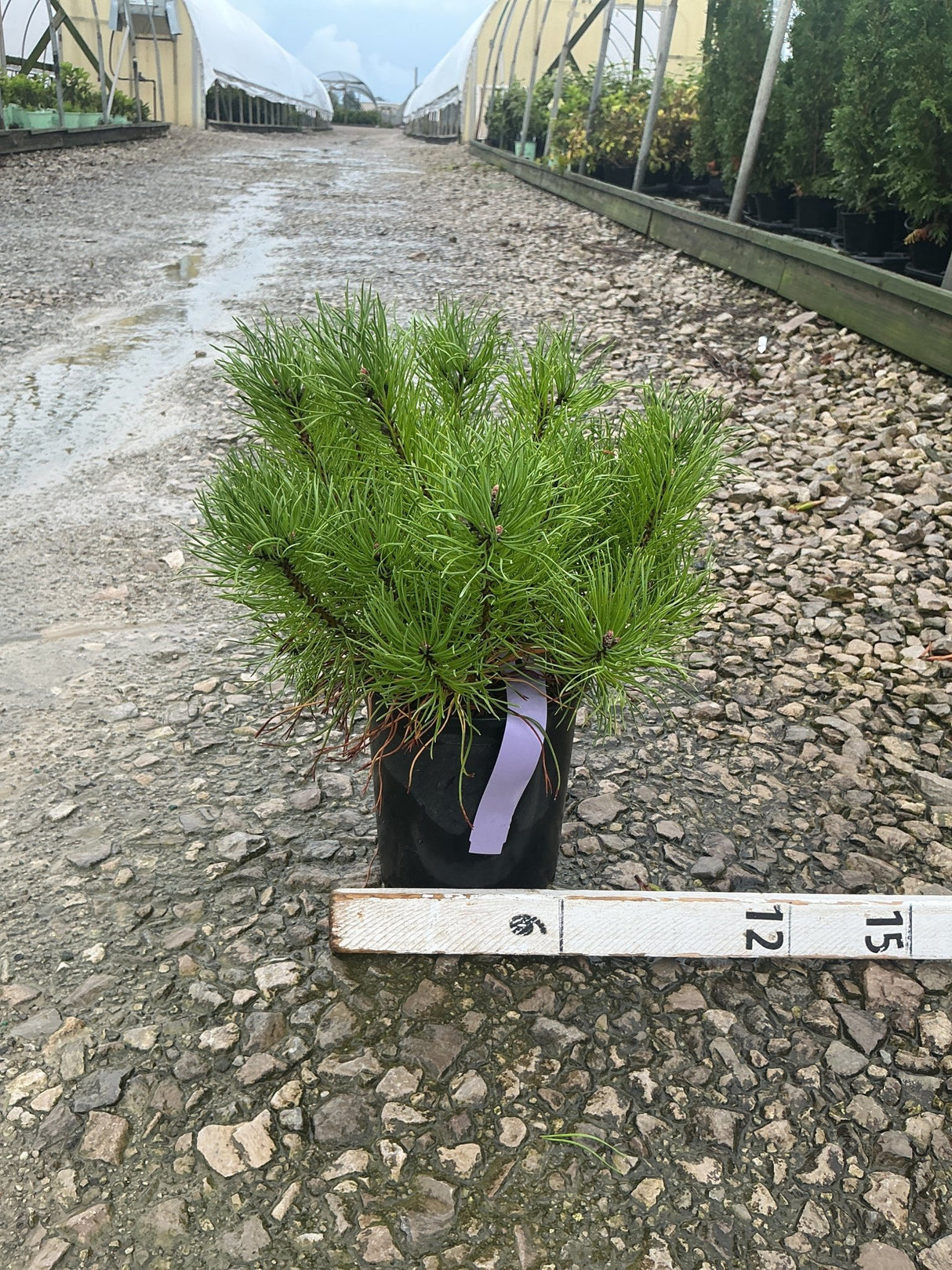 Enci Mugo Pine in a #1 container displaying dense, bright green needle clusters at a nursery.
