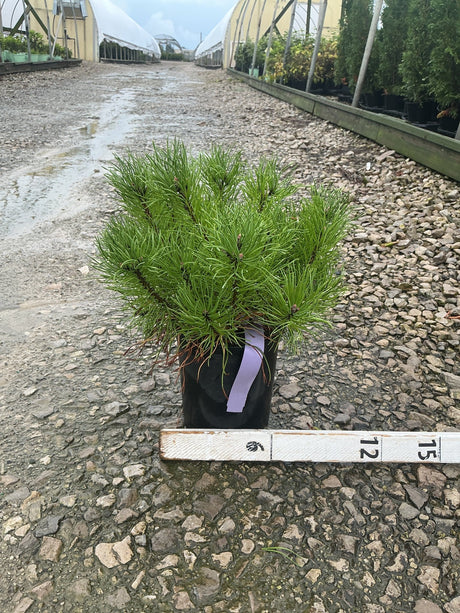 Enci Mugo Pine in a #1 container displaying dense, bright green needle clusters at a nursery.
