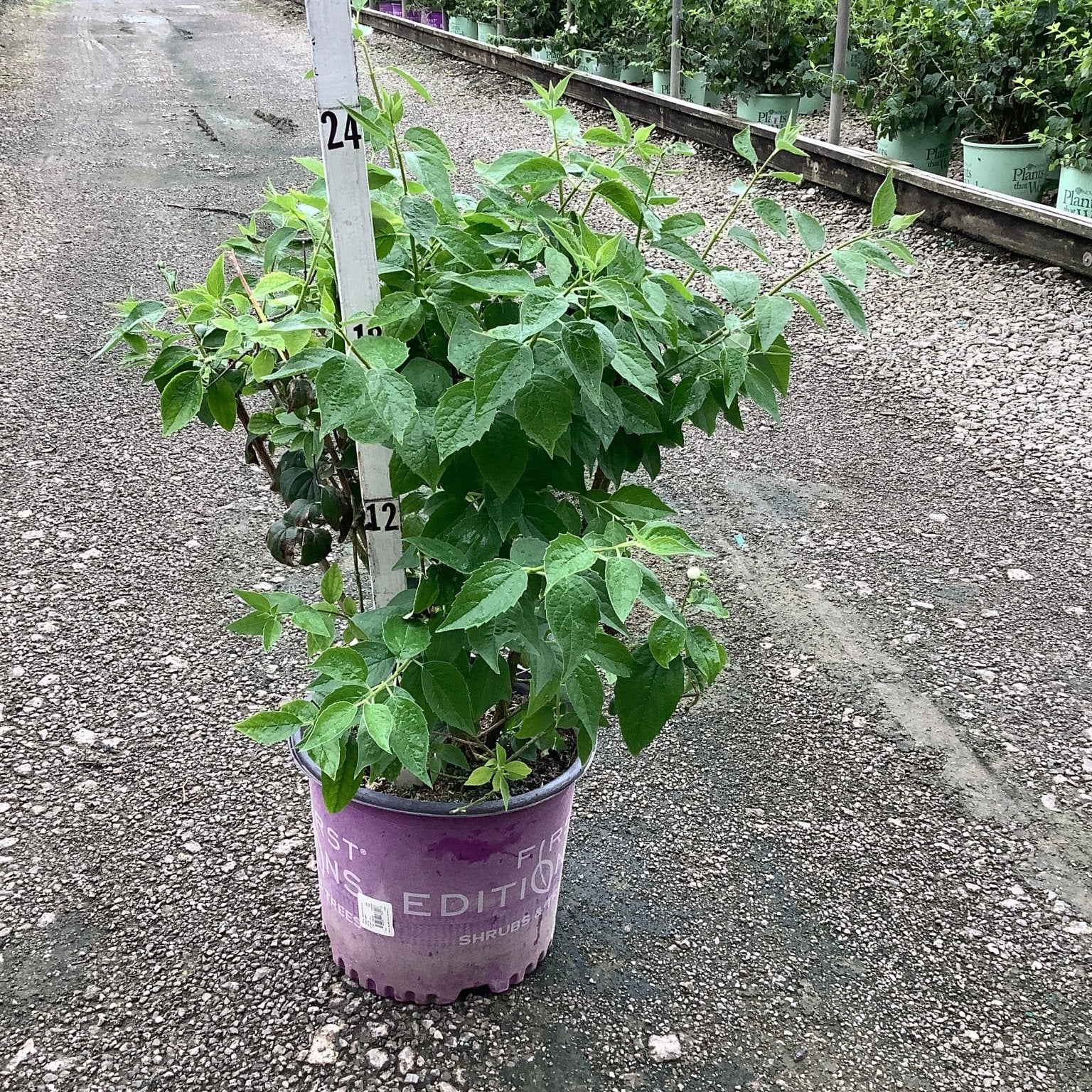 Snow White Mock Orange shrub in a #3 container at a nursery, showing dense green foliage on a rainy day.