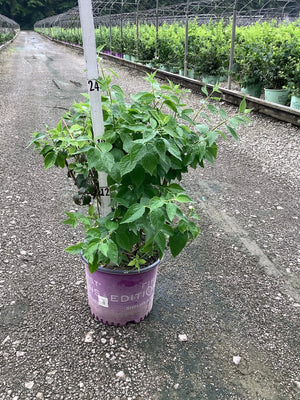 Snow White Mock Orange shrub in a #3 container at a nursery, showing dense green foliage on a rainy day.