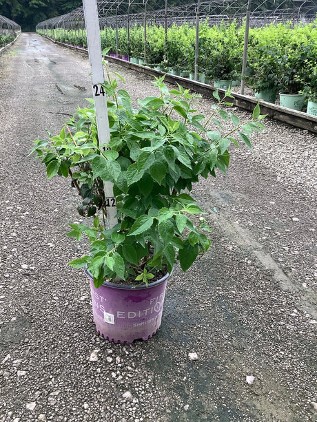 Snow White Mock Orange shrub in a #3 container at a nursery, showing dense green foliage on a rainy day.