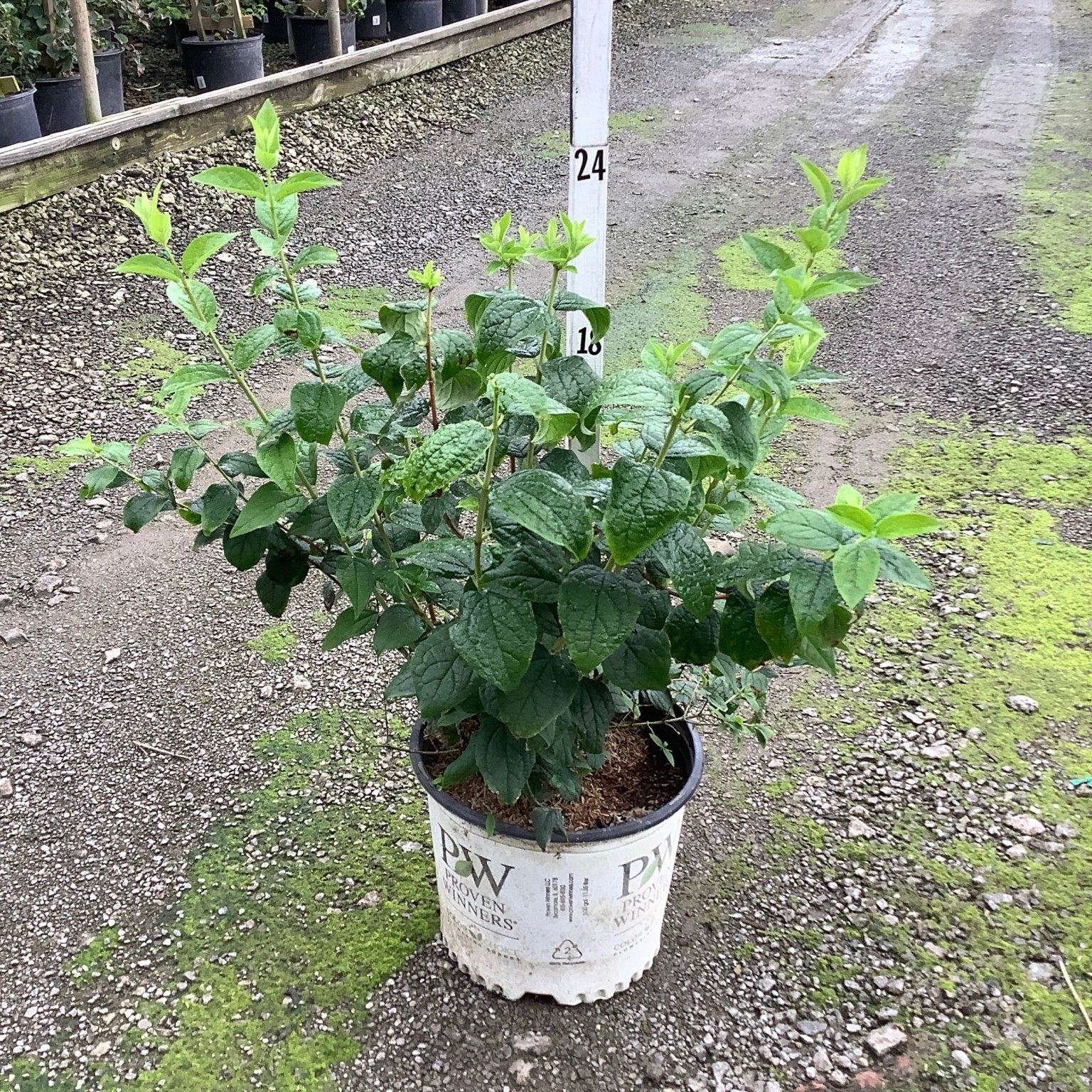 Illuminati Arch Mockorange shrub in a Proven Winners #3 container showing lush green foliage at a nursery.