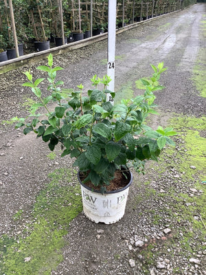 Illuminati Arch Mockorange shrub in a Proven Winners #3 container showing lush green foliage at a nursery.