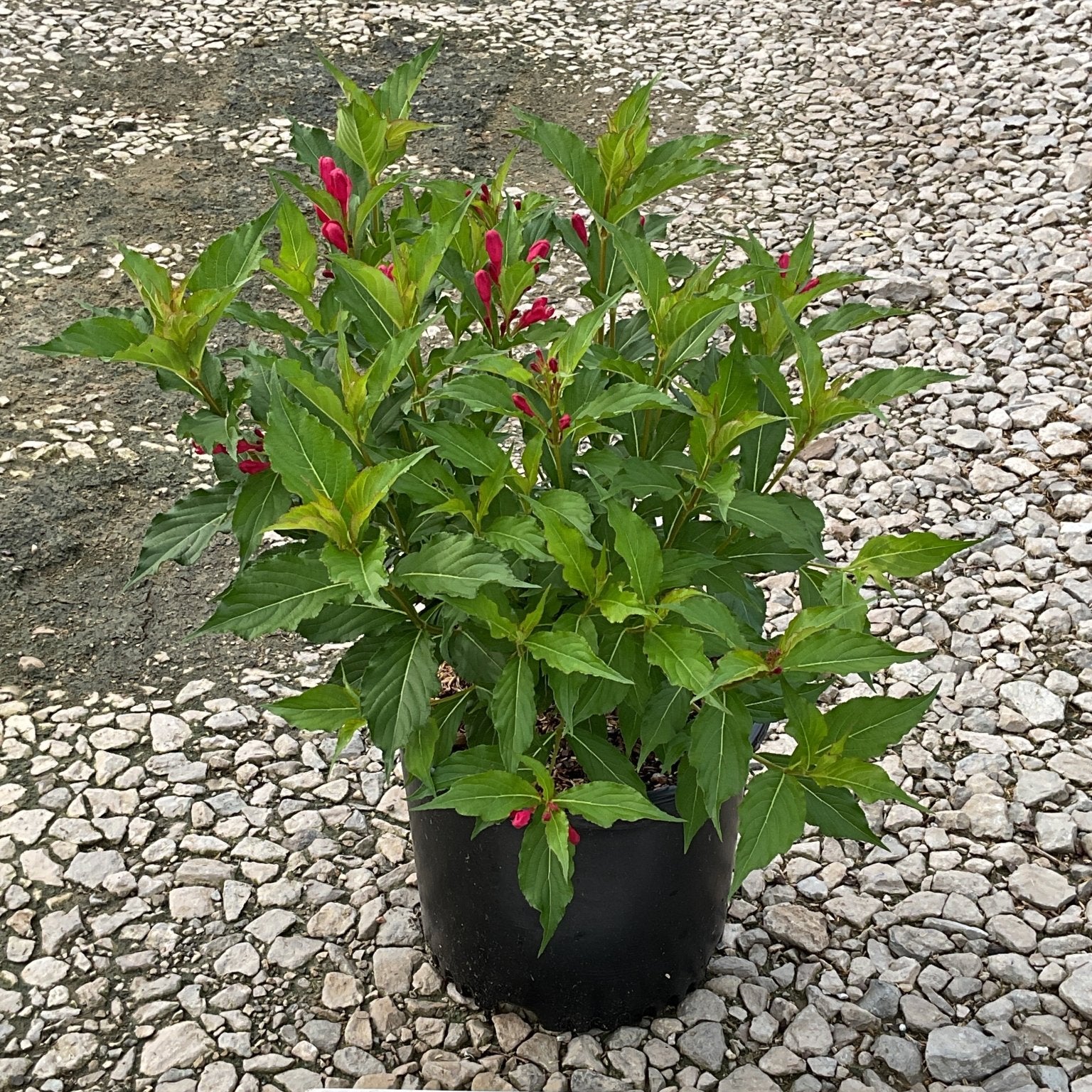 Red Prince Weigela shrub in a #3 container showing deep green foliage and bright red flower buds, displayed on gravel with a ruler for scale.