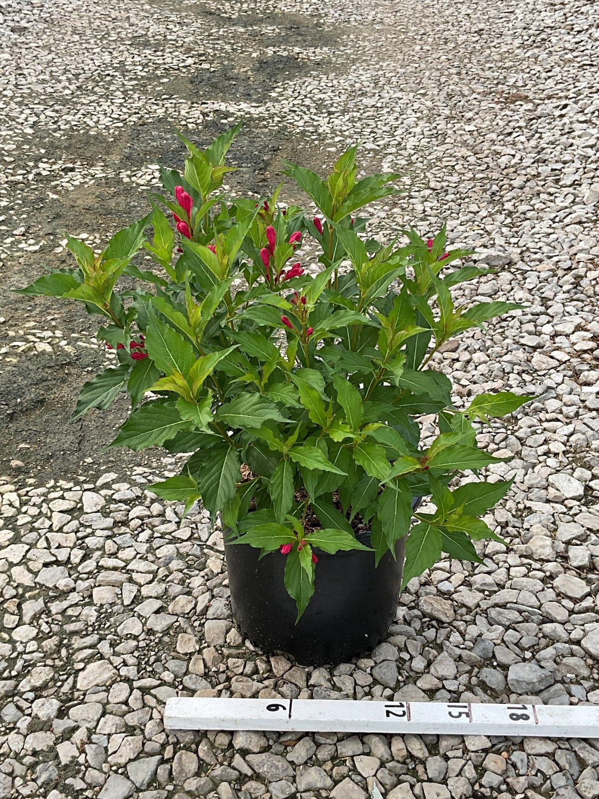 Red Prince Weigela shrub in a #3 container showing deep green foliage and bright red flower buds, displayed on gravel with a ruler for scale.