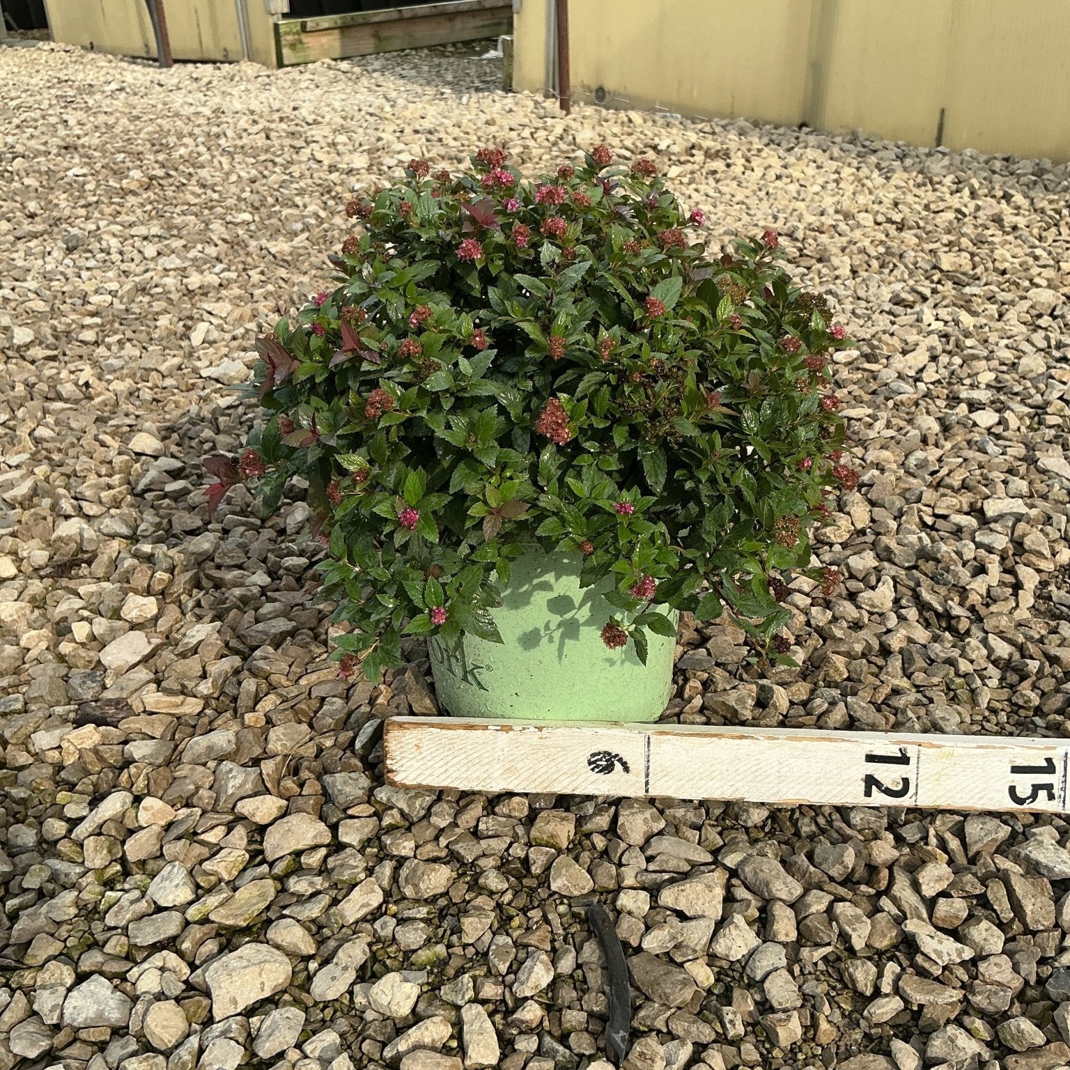 Empire Ice Dragon Spirea shrub in a green container showing dense green foliage with small pink flower clusters, displayed on gravel.