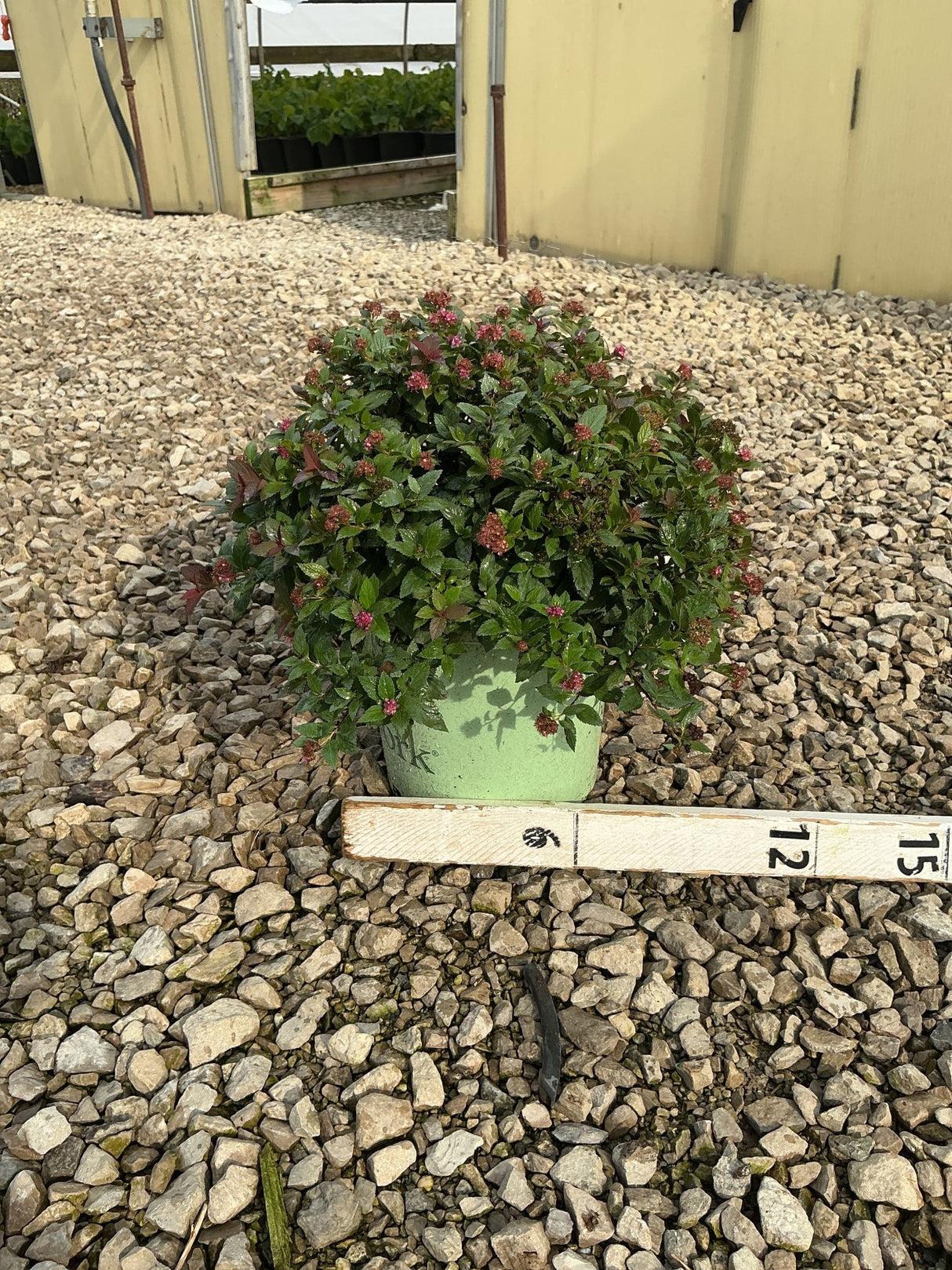 Empire Ice Dragon Spirea shrub in a green container showing dense green foliage with small pink flower clusters, displayed on gravel.