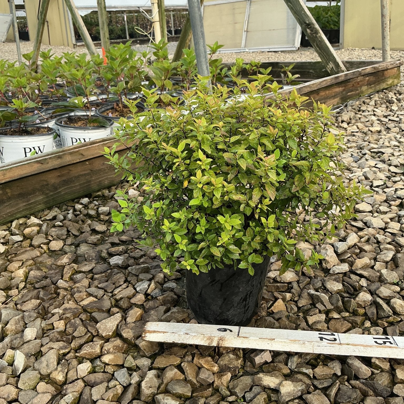 Goldmound Spirea shrub in a #1 black nursery container, showing compact mounding habit with bright green and gold foliage.