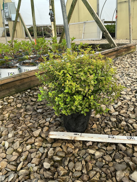 Goldmound Spirea shrub in a #1 black nursery container, showing compact mounding habit with bright green and gold foliage.