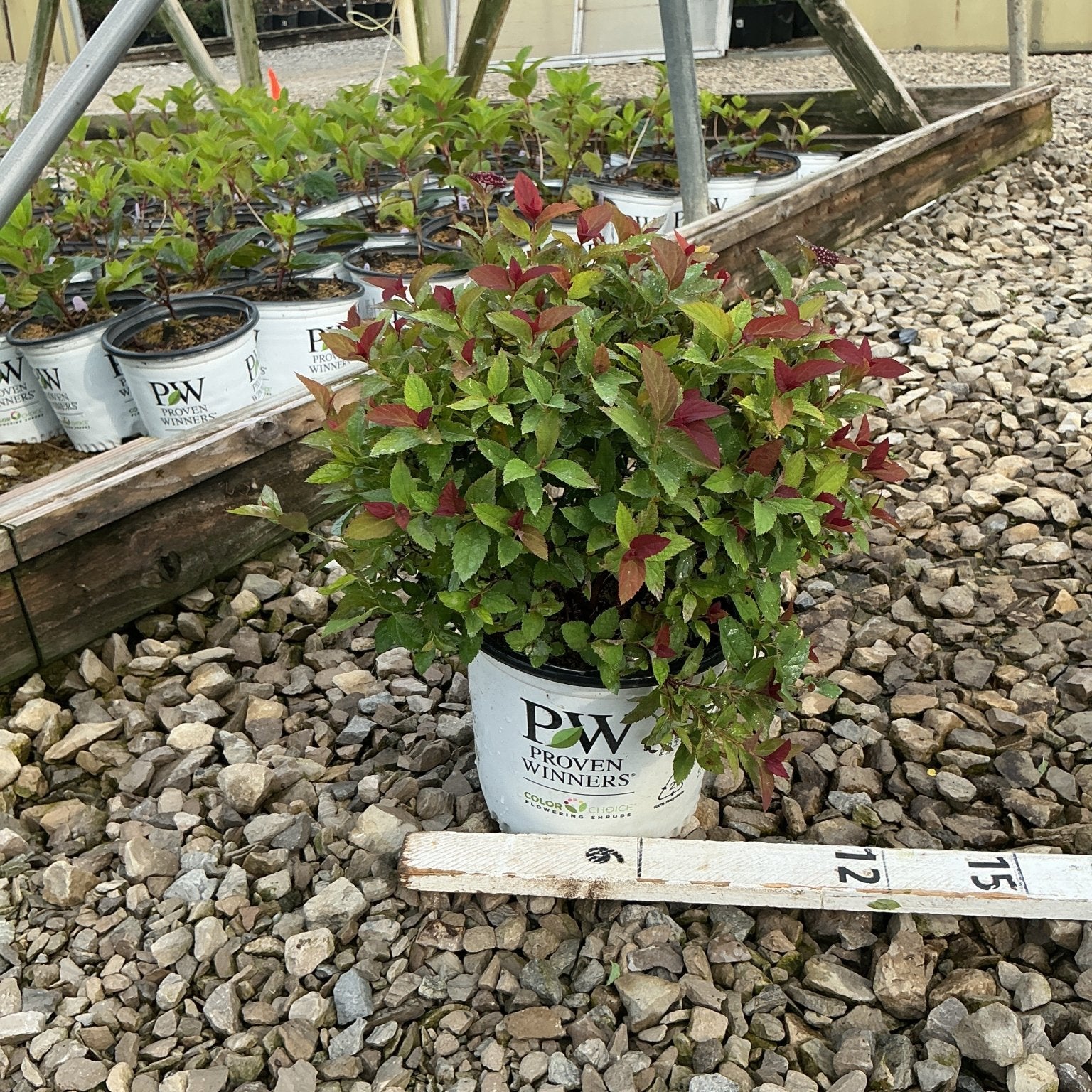 Double Play Doozie Spirea shrub in a Proven Winners #1 container, showing green and red-tipped foliage at a nursery.