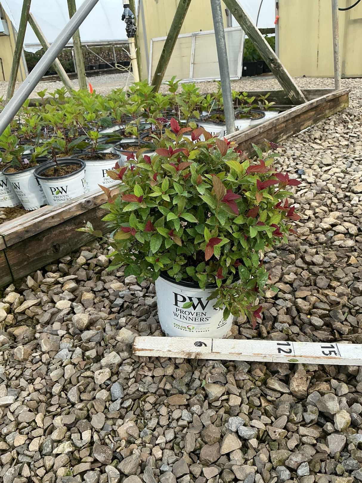 Double Play Doozie Spirea shrub in a Proven Winners #1 container, showing green and red-tipped foliage at a nursery.
