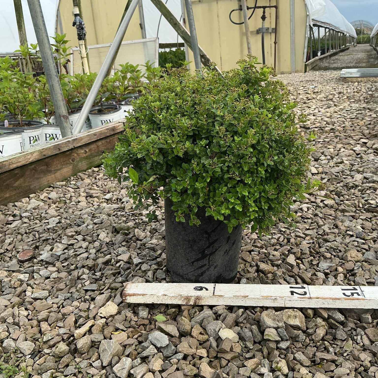 Little Princess Spirea shrub in a #1 container, showing dense rounded habit with green foliage at a nursery.