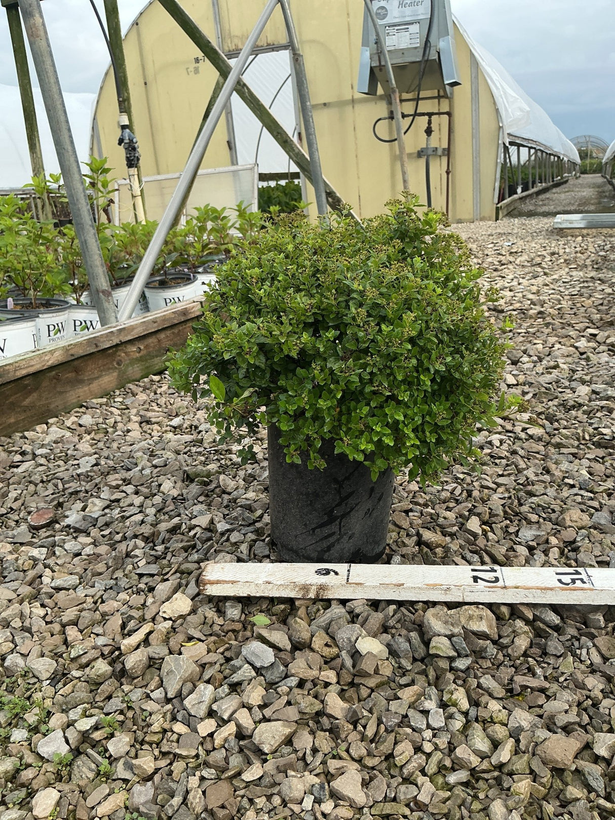 Little Princess Spirea shrub in a #1 container, showing dense rounded habit with green foliage at a nursery.