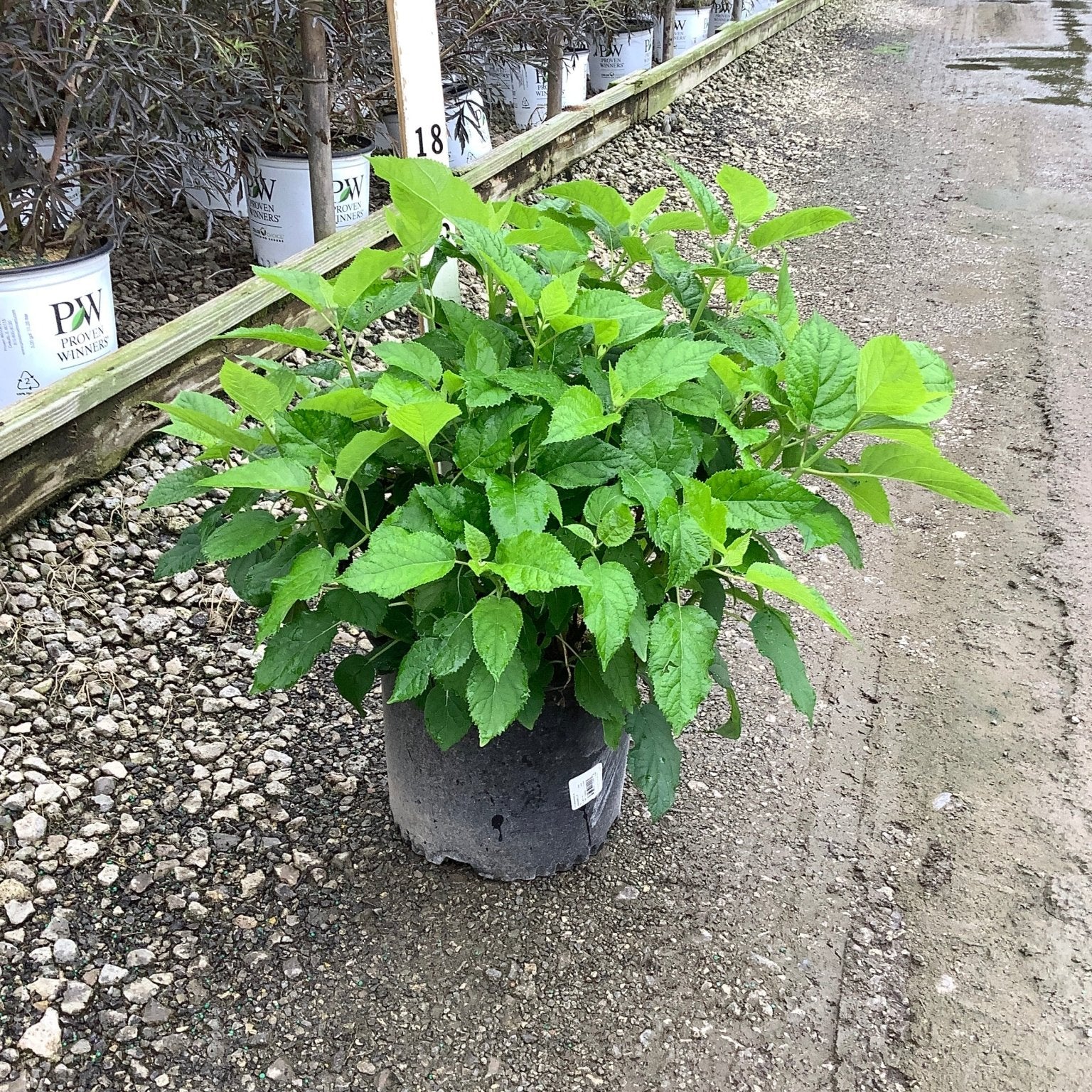 Annabelle Hydrangea in a #3 container showing lush green foliage at a nursery growing yard.