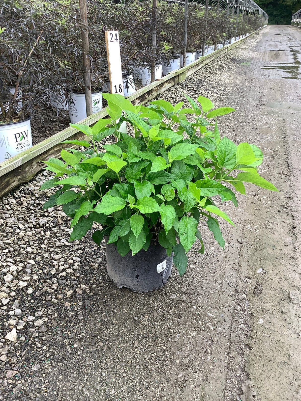 Annabelle Hydrangea in a #3 container showing lush green foliage at a nursery growing yard.