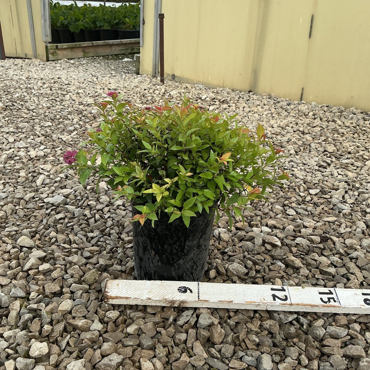 Magic Carpet Spirea in a #1 black nursery container, showing green and red-tipped foliage with pink blooms on a gravel surface.