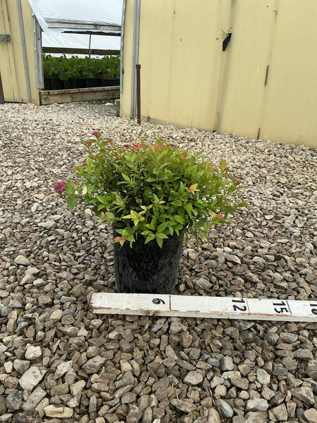 Magic Carpet Spirea in a #1 black nursery container, showing green and red-tipped foliage with pink blooms on a gravel surface.