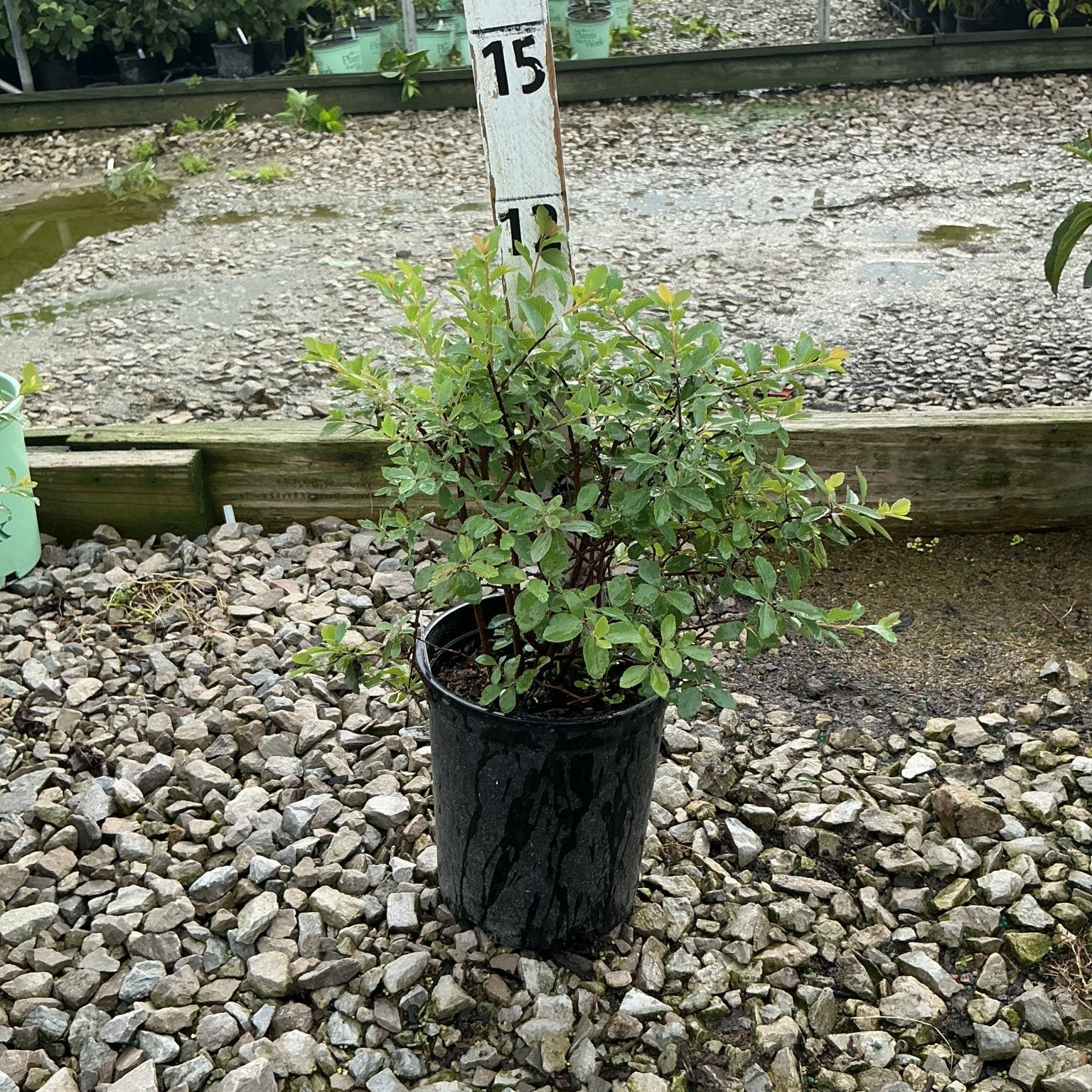 Renaissance Spirea shrub in a #1 nursery container, showing dense green foliage on reddish stems, displayed on gravel at a nursery.