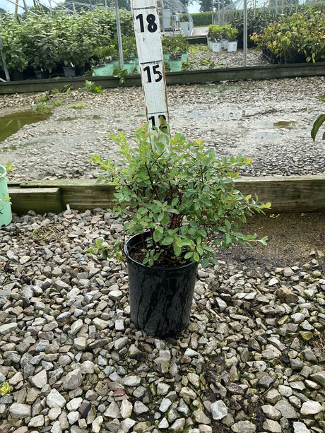 Renaissance Spirea shrub in a #1 nursery container, showing dense green foliage on reddish stems, displayed on gravel at a nursery.