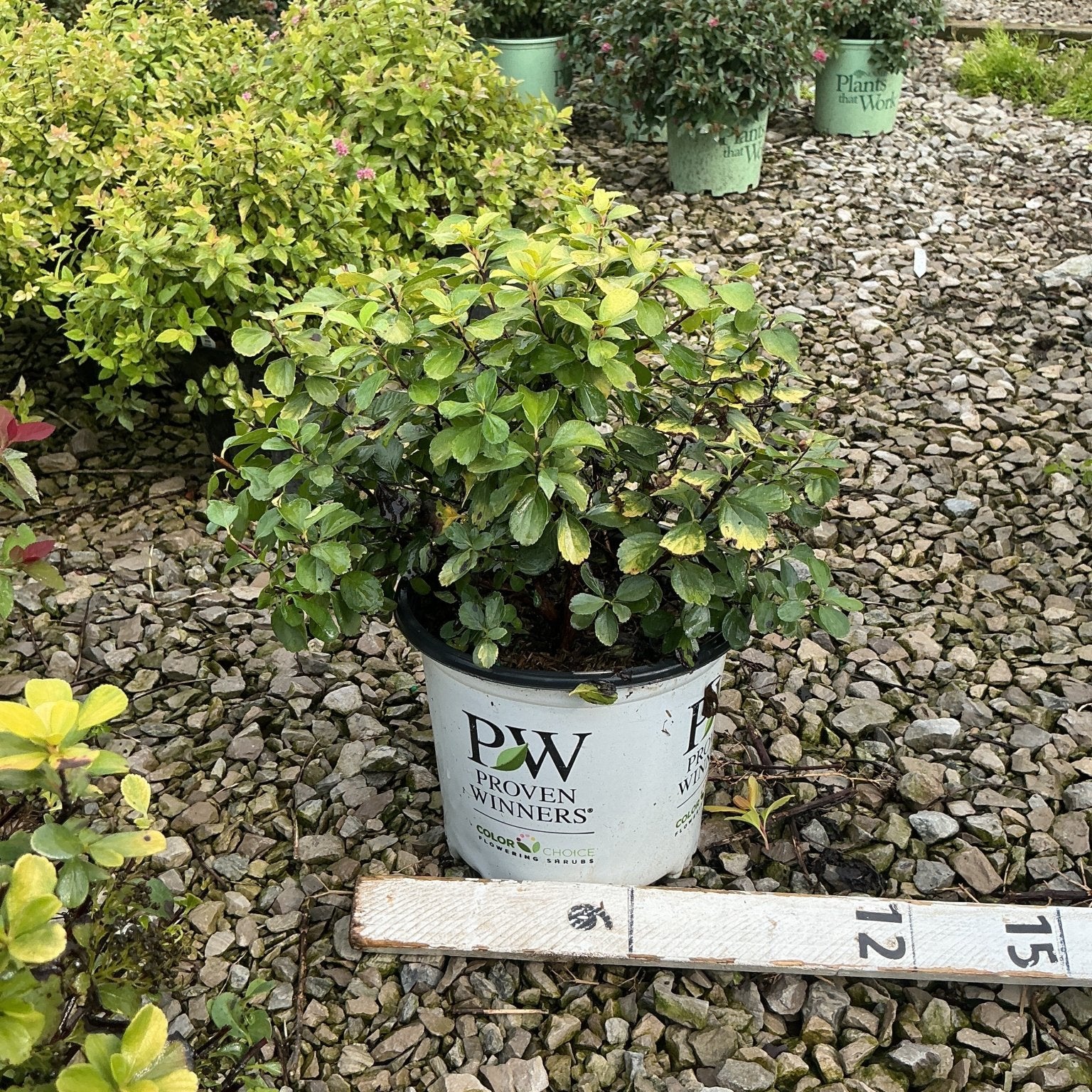 Glow Girl Spirea shrub in a Proven Winners #1 container displayed at a garden nursery on a gravel surface.